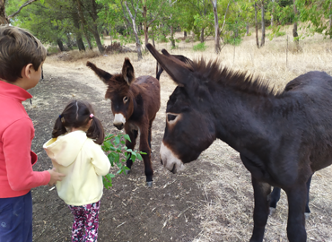 Allevamento di asini