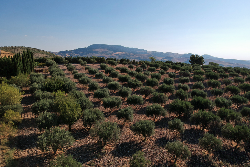 L’uliveto di Balatazza superiore