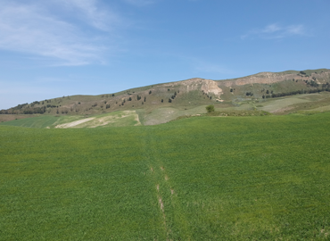 La produzione di cereali