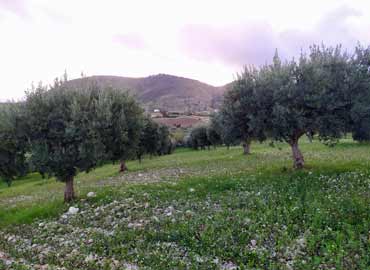 L’uliveto di Balatazza superiore